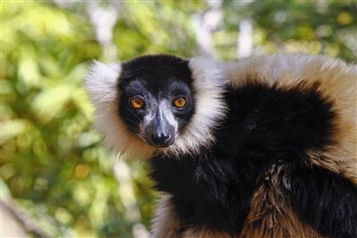 Lemuren im Monkeyland